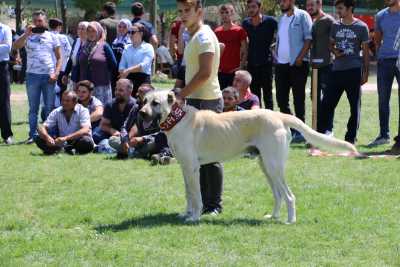 Çoban Köpeği